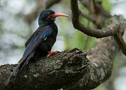 Green Wood Hoopoe