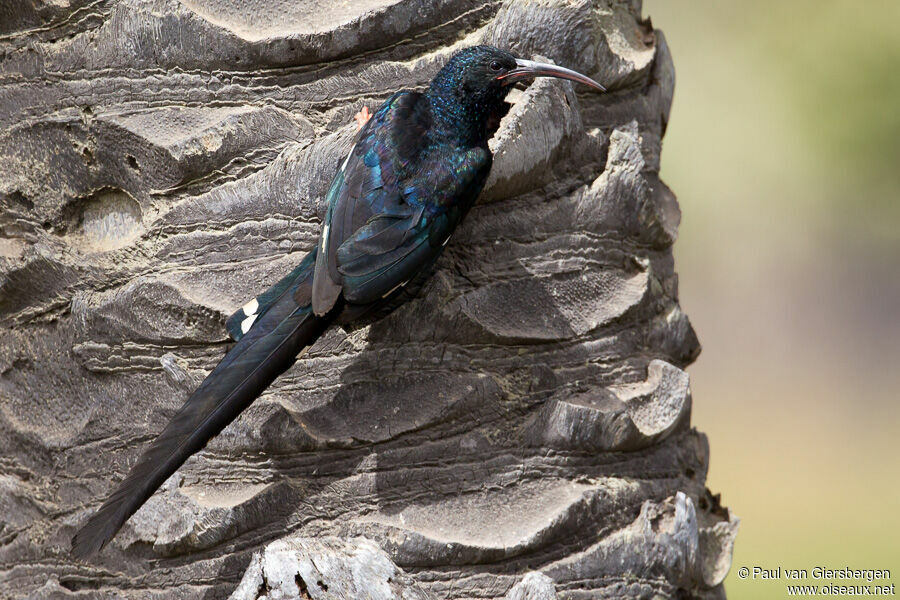 Green Wood Hoopoe