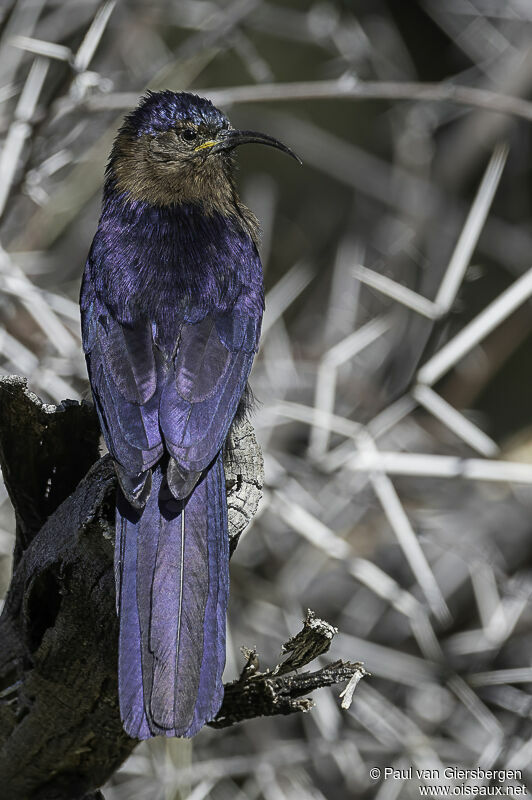 Common Scimitarbilljuvenile