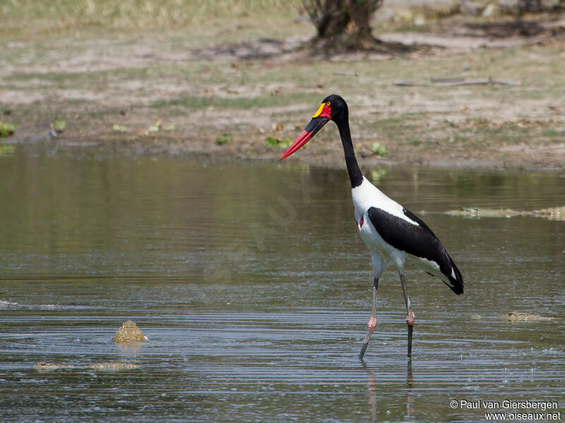 Saddle-billed Stork