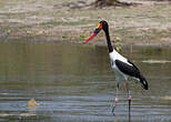 Jabiru d'Afrique