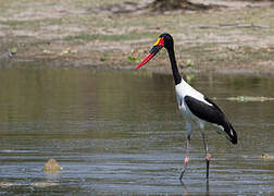 Saddle-billed Stork