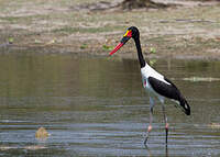 Jabiru d'Afrique