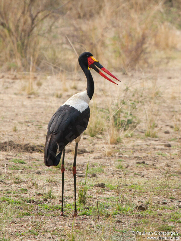 Saddle-billed Stork