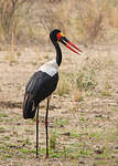 Jabiru d'Afrique