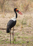 Saddle-billed Stork