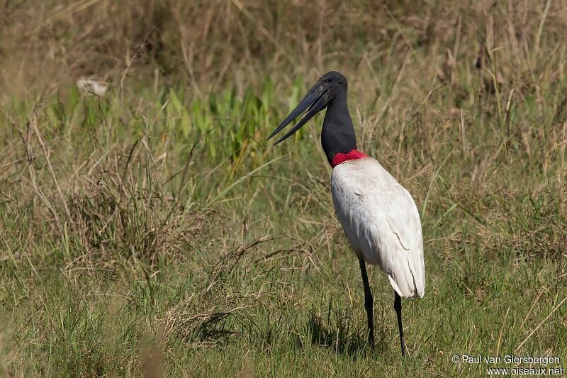 Jabiru