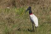 Jabiru d'Amérique