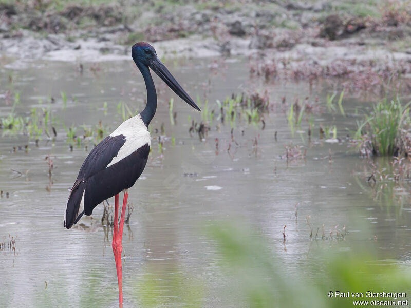 Black-necked Stork