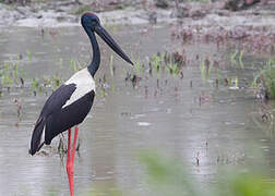 Black-necked Stork