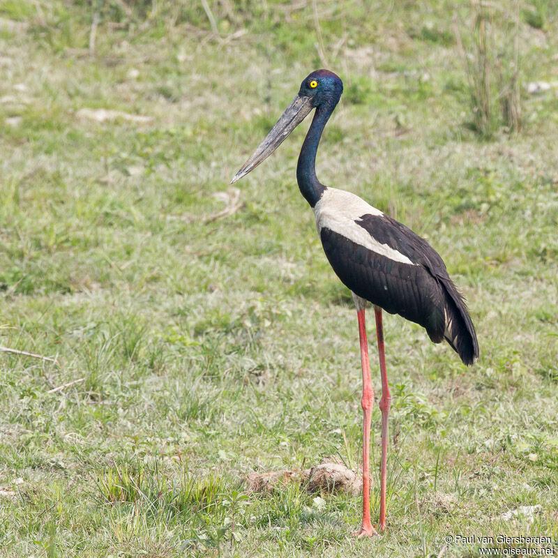 Black-necked Stork