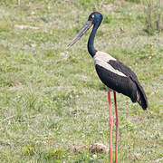 Black-necked Stork