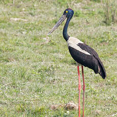 Jabiru d'Asie