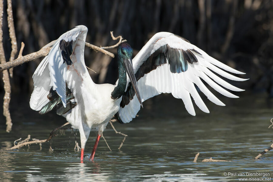 Jabiru d'Asie mâle adulte