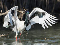 Jabiru d'Asie