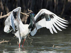 Black-necked Stork