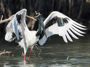 Jabiru d'Asie