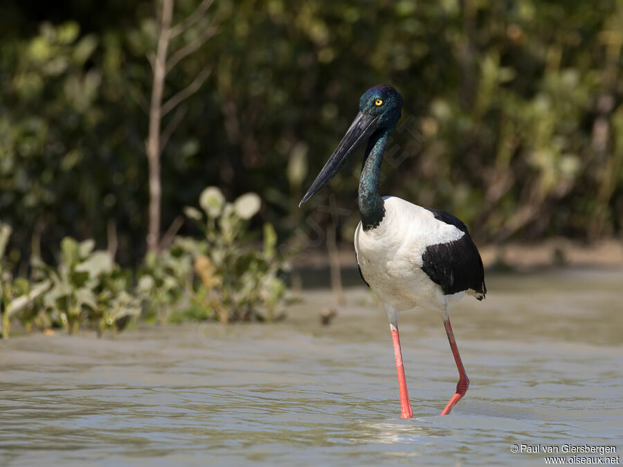 Jabiru d'Asie femelle adulte