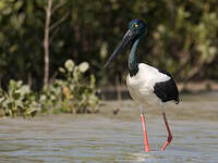 Jabiru d'Asie