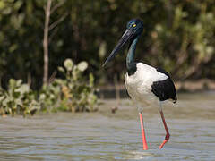 Black-necked Stork