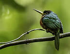 Jacamar à bec jaune