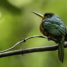 Jacamar à bec jaune