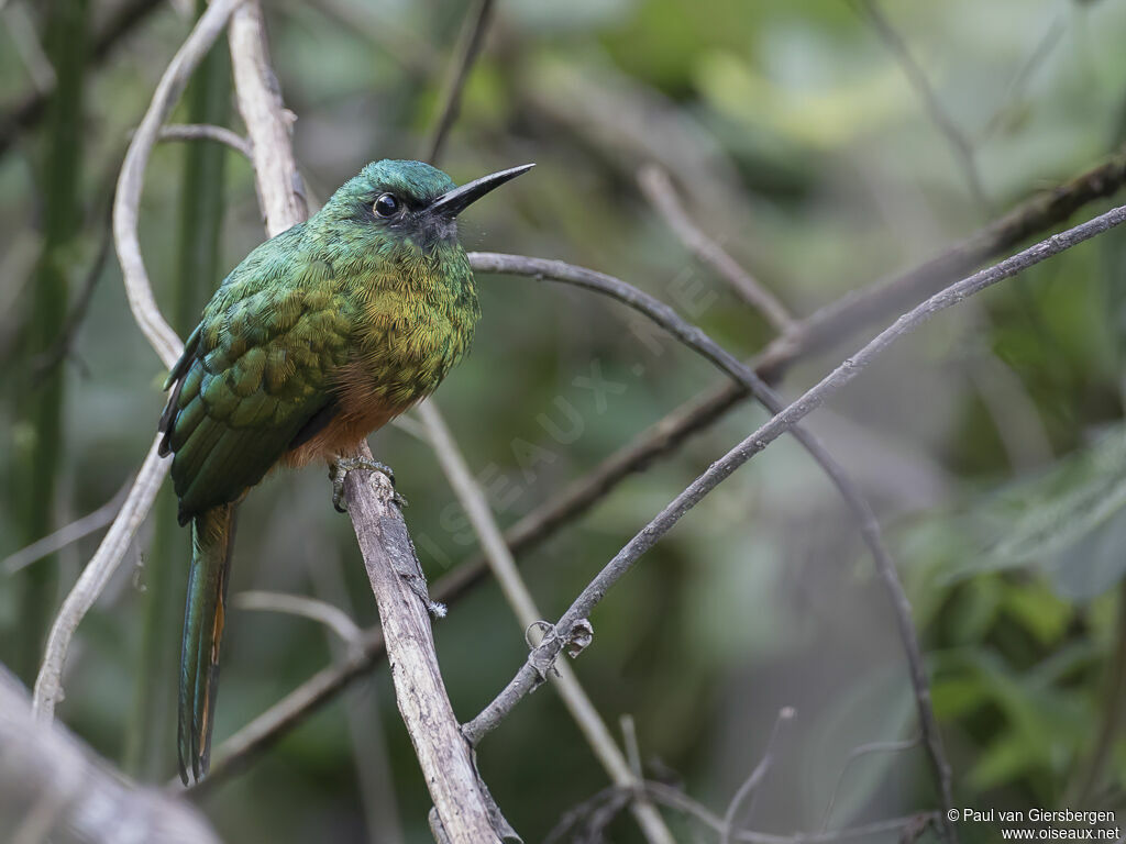 Jacamar à couronne bleueadulte