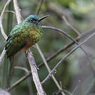 Jacamar à couronne bleue