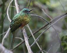 Bluish-fronted Jacamar