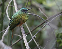 Jacamar à couronne bleue