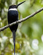 Jacamar à longue queue
