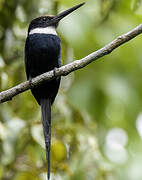 Paradise Jacamar