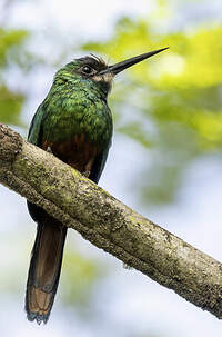Jacamar à menton blanc
