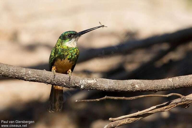 Rufous-tailed Jacamaradult, feeding habits