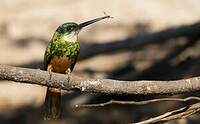 Jacamar à queue rousse