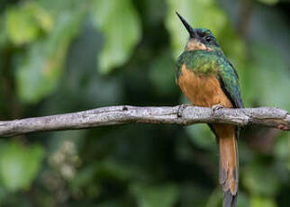 Jacamar à queue rousse