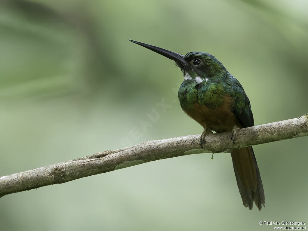 Rufous-tailed Jacamar male adult