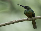 Jacamar à queue rousse