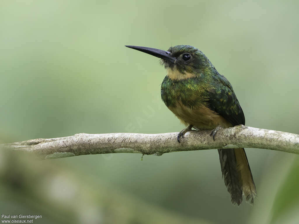 Rufous-tailed Jacamar female adult, pigmentation