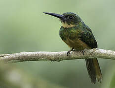 Rufous-tailed Jacamar