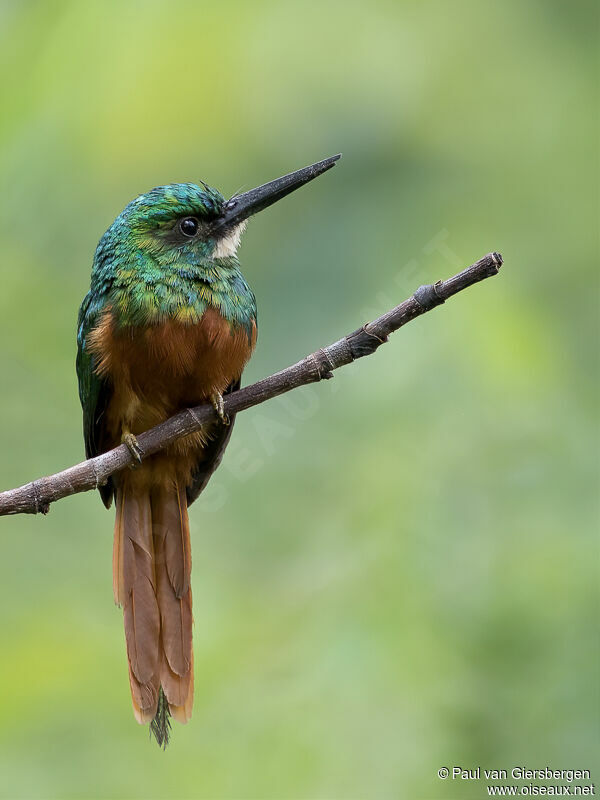 Rufous-tailed Jacamaradult