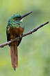 Jacamar à queue rousse