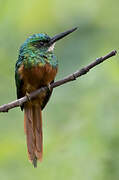 Jacamar à queue rousse