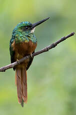 Jacamar à queue rousse