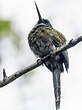 Jacamar à ventre blanc