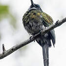Jacamar à ventre blanc