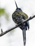 Jacamar à ventre blanc