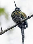 Jacamar à ventre blanc