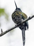 Bronzy Jacamar