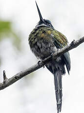 Jacamar à ventre blanc